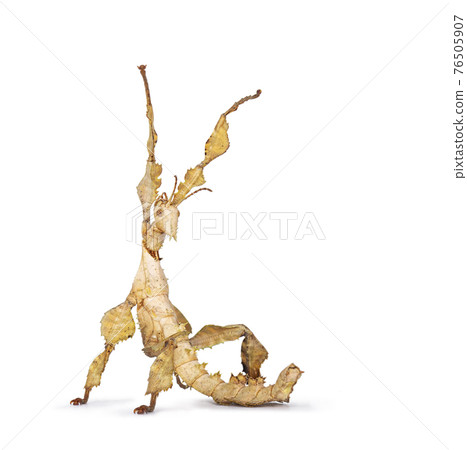Spiny leaf insect on white background Spiny leaf insect on white background 76505907