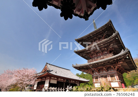 坪坂本殿、三層寶塔和櫻花 坪坂本殿、三層寶塔和櫻花 76506248