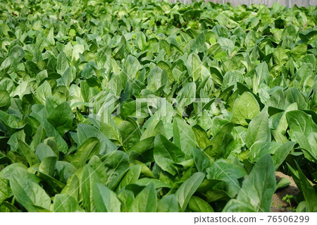 House cultivated spinach House cultivated spinach 76506299