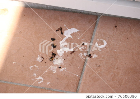 Swallow dung 76506380