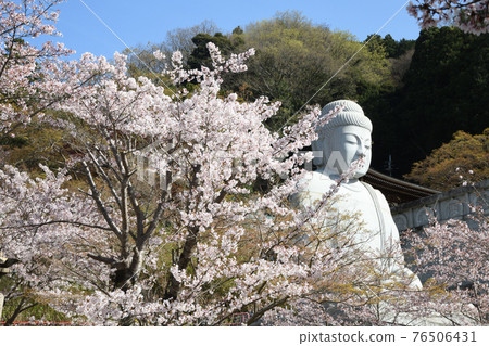Sakura blooming pot Hanji Temple Daishaka Nyorai stone statue Sakura blooming pot Hanji Temple Daishaka Nyorai stone statue 76506431