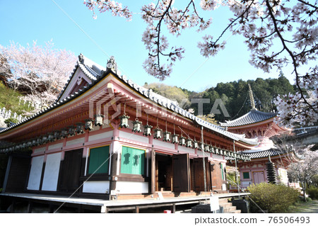 Tsubosaka-dera Abhisheka Hall, Tahoto and Sakura Tsubosaka-dera Abhisheka Hall, Tahoto and Sakura 76506493