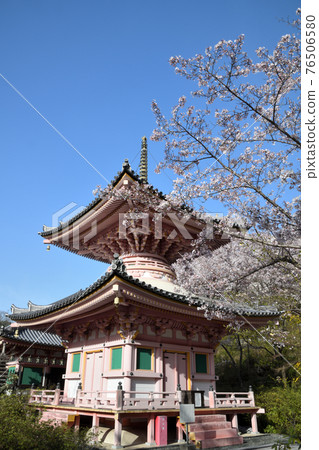 坪坂寺多寶和小櫻 76506580