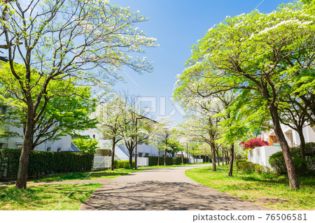 郊區住宅區，山茱wood盛開的林蔭道路 76506581