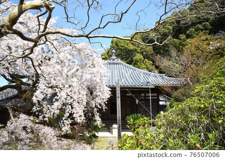 Weeping cherry blossoms at Kofukuji 76507006