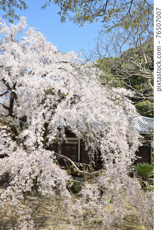 Weeping cherry blossoms at Kofukuji 76507007