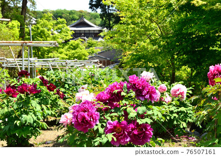 春井齋植物園 春井齋植物園 76507161