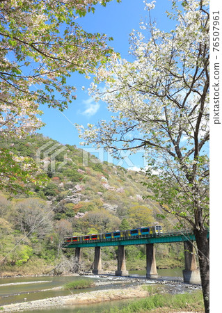 春水郡線“以久治川和野櫻為背景” 76507961