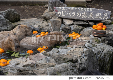 Capybara-in the bath Capybara-in the bath 76507980