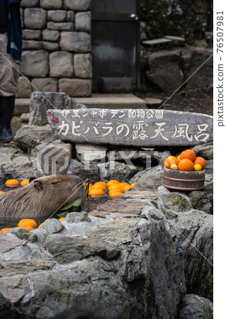 Capybara-in the bath 76507981