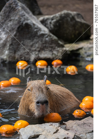 水豚-在浴缸裡 76507987