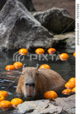 水豚-在浴缸裡 76507988