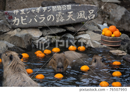 Capybara-in the bath Capybara-in the bath 76507993