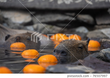 Capybara-in the bath Capybara-in the bath 76507997