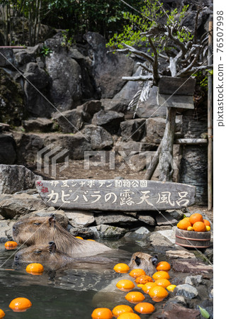 Capybara-in the bath Capybara-in the bath 76507998