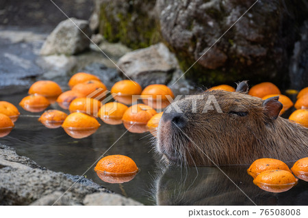 Capybara-in the bath Capybara-in the bath 76508008