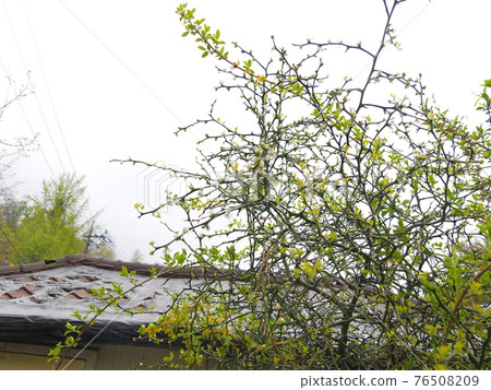 正陵谷,春天的花朵,桃花,花蕾,葉子 正陵谷,春天的花朵,桃花,花蕾,葉子 76508209