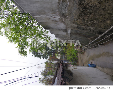 正陵谷,春天的花朵,桃花,花蕾,葉子 正陵谷,春天的花朵,桃花,花蕾,葉子 76508283