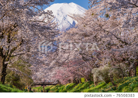 （山梨縣）忍野村、新那莊川櫻花和富士山 76508383