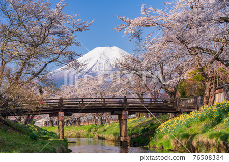 （山梨縣）忍野村、新那莊川櫻花和富士山 76508384