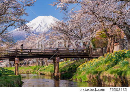 （山梨縣）忍野村、新那莊川櫻花和富士山 76508385