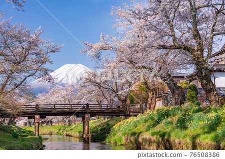 （山梨縣）忍野村、新那莊川櫻花和富士山 76508386