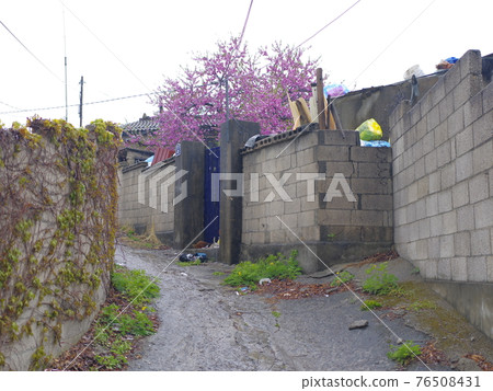 Jeongneunggol. Spring flowers. Forsythia. Sprouts. Leaves 76508431