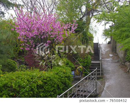 Jeongneunggol. Spring flowers. Forsythia. Sprouts. Leaves 76508432