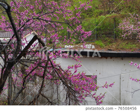 Jeongneunggol. Spring flowers. Forsythia. Sprouts. Leaves Jeongneunggol. Spring flowers. Forsythia. Sprouts. Leaves 76508456