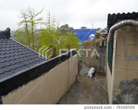 Jeongneunggol. Spring flowers. Forsythia. Sprouts. Leaves Jeongneunggol. Spring flowers. Forsythia. Sprouts. Leaves 76508509