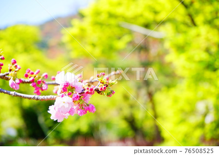 Kanzan cherry blossoms on a green background 76508525