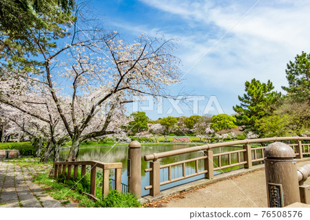 櫻花盛開的名城公園<愛知縣名古屋市> 櫻花盛開的名城公園<愛知縣名古屋市> 76508576