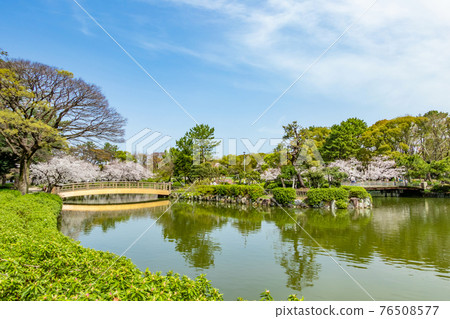 櫻花盛開的名城公園<愛知縣名古屋市> 櫻花盛開的名城公園<愛知縣名古屋市> 76508577