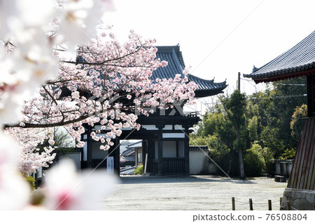 View from the precincts of Taima-dera Todaimon Sakura 76508804