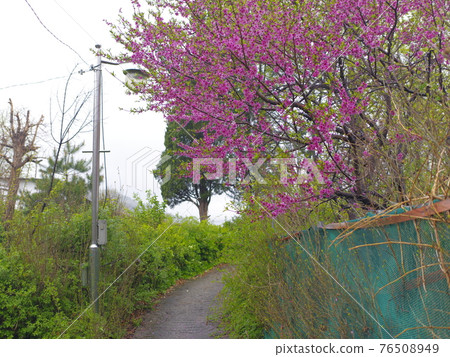 Jeongneunggol. Copy flower. Sprout. Leaves. Spring flower Jeongneunggol. Copy flower. Sprout. Leaves. Spring flower 76508949