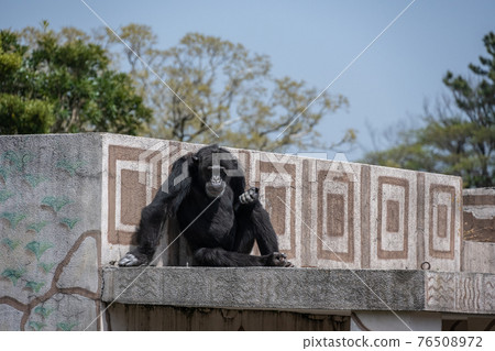 Chimpanzee Chimpanzee 76508972