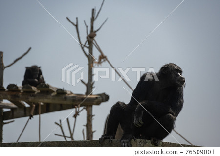Chimpanzee 76509001