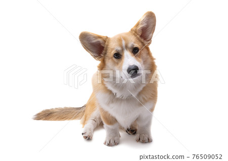 corgi welsh pembroke isolated corgi welsh pembroke isolated 76509052