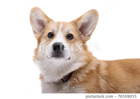 corgi welsh pembroke isolated 76509055