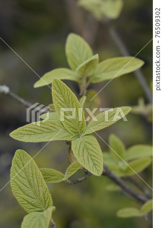 Viburnum Alleghany Viburnum Alleghany 76509302