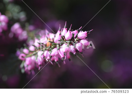 Darley Dale heath 76509323