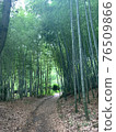 Small diameter of bamboo grove 76509866
