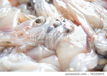 原料螢火蟲魷魚 76509945