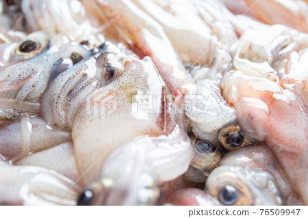 原料螢火蟲魷魚 76509947