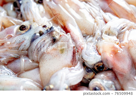 原料螢火蟲魷魚 76509948