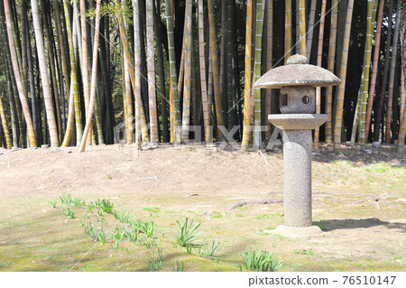 Stone lantern and bamboo in Koishikawa Korakuen garden, Okayama, Japan 76510147