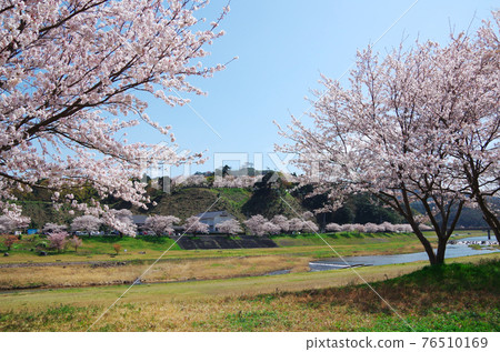 在湛藍的天空中盛開櫻花的春天公園的風景......島根縣安木市（晴天） 76510169