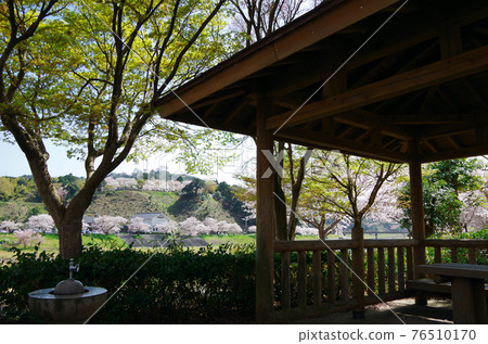 可以在盛開的櫻花和綠樹叢中放鬆身心的春天公園景觀......島根縣安木市(天氣晴朗) 可以在盛開的櫻花和綠樹叢中放鬆身心的春天公園景觀......島根縣安木市(天氣晴朗) 76510170
