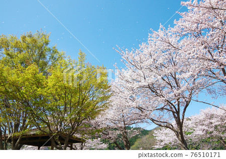 在湛藍的天空中盛開櫻花的春天公園的風景......島根縣安木市（晴天） 76510171