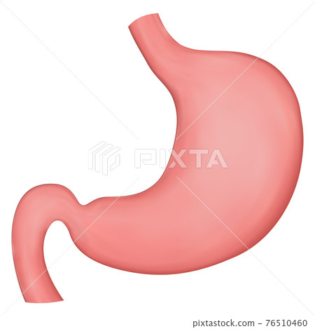 Vector realistic illustration of stomach. Element for medical brochures or textbooks. Vector realistic illustration of stomach. Element for medical brochures or textbooks. 76510460